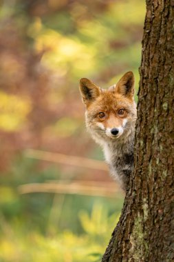 Kehribar gözlü vahşi tilki sık bir ormanlık alanda ağaç gövdesinin arkasından dikizliyor. Arka planda, tilkilerin merakını ön plana çıkaran huzurlu ve doğal bir atmosfer yaratan sonbahar renkli bokeh yer alıyor.