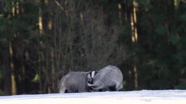 İki porsuk karda kavga ediyor. Biri solda ve diğeri sağda.