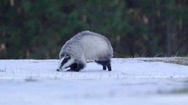 Soğuk bir günde, orman tepe örtüsünün altında karlı bir bölgeyi keşfeden Avrupalı bir porsuk. Meles meles