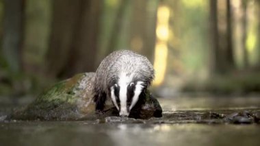 Avrupalı porsuk derede bir kayanın üzerinde yürüyor. Vahşi hayvan doğal ortamında hareket ediyor..