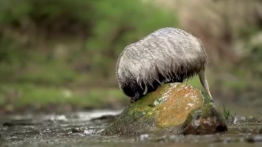 Sakin ormandaki su deresinin yanındaki kayanın üzerinde yürüyen porsuk. Porsuk suya bakıyor.