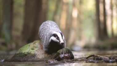 Porsuk, sakin bir günde ormanı ve nehri keşfediyor doğal ortamında vahşi hayvan avlıyor. Porsuk gri ve beyaz. Meles meles