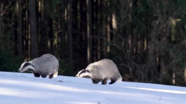 İki porsuk karlı bir tepede yürüyor. Biri diğerinin solunda.