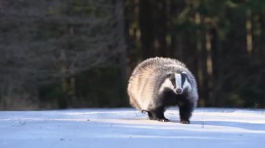 Avrupa porsuğu kışın ormanda koşuyor. Vahşi hayvanlarla karlı soğuk hava.