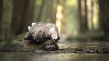 Avrupalı porsuk deredeki bir kayadan nehir akıntısını keşfediyor. Badger deredeki bir kayanın üzerinde duruyor. Su berrak ve sakin. Porsuk suda bir şeye bakıyor. Meles meles