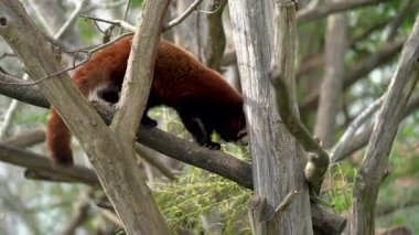 Kızıl panda ağaç dalında yürüyor. Ağaç kurumuş dallar ve yapraklarla dolu. Şirin ve sevimli pofuduk panda.