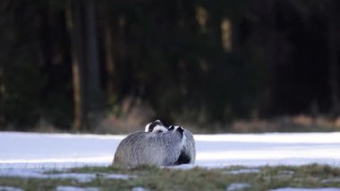 İki porsuk karda yatıyor. Avrupa ormanlarında kış doğası. Doğal ortamlarında iki vahşi hayvan..
