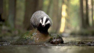 Ormanın ortasında, nehirdeki kayanın üzerinde duran Avrupalı porsuk. Doğal habitatında vahşi yaşam hayvanı. Meles meles