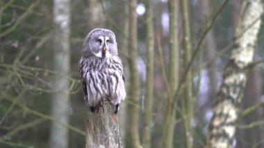 Kış ormanının ortasında yaşlı bir ağaç kütüğünde oturan sakallı baykuş. Büyük gri baykuş vahşi orman manzarası. 100 fps