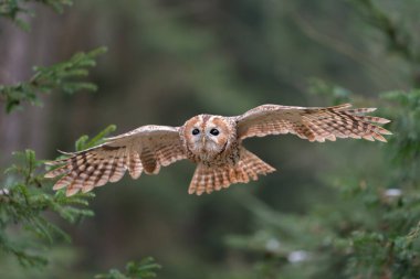 Tawny baykuşu zarif bir şekilde sakin bir ormanda süzülerek zarif kanat açıklığını ve doğal güzelliğini sergiliyor. Kuşlar odaklanıyor ve sakin ortam doğanın uyumu vurguluyor..