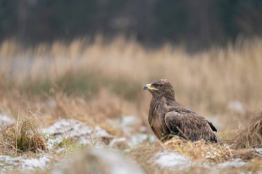 Heybetli bozkır kartalı, bulutlu bir günde karlı ve çimenli bir çayırın ortasında duruyor. Etkileyici tüylerini ortaya çıkaran sakin ve doğal ortamına kusursuz bir şekilde uyum sağlarken güç ve dayanıklılığı simgeliyor..