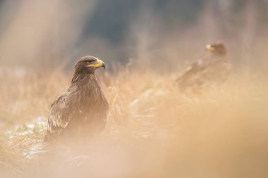 Yumuşak sabah ışığı ve sakin doğal manzarayla çevrili otlak arazide dinlenen muhteşem kartal görülüyor. Doğa, vahşi yaşam ve barışçıl doğa ortamları için idealdir..