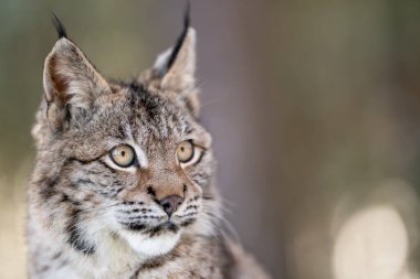 Doğal orman ortamında yakalanmış, özelliklerine odaklanmış bir vaşağın portresi. Bulanık arka plan hayvanların ihtişamını ve ayırt edici özelliklerini vurguluyor. Boşluğu kopyala