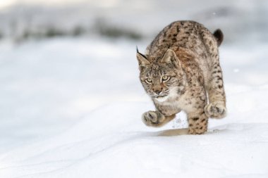 Güçlü vaşak yoğun karda dinamik bir şekilde zıplar ve kış boyunca vahşi doğada gücünü ve zarafetini gösterir. Yırtıcılar yoğun bir şekilde karlı ve sakin bir ortamda yakalanır..