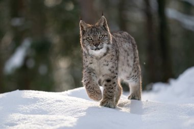 Avrasya vaşağı arka planda ormanla karlı arazide güvenle yürüyor ve kış zamanı vahşi yaşam güzelliğini sergiliyor. Keskin odak, onun meraklı ifadesini ve doğal çevresini vurgular.