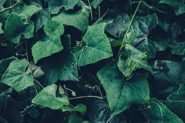 Lvy Kabağı, Coccinia, soyut yeşil koyu doku, doğa arka planı, tropikal yaprak