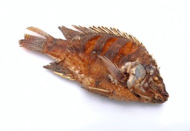 Kızarmış tilapia, beyaz arka planda izole edilmiş tatlı su balığı.