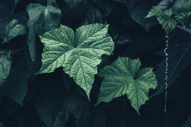 Tropikal yapraklar, koyu yeşil dokuda soyut renk, doğa arka planı.
