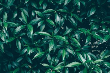 Koyu yeşil yaprak arkaplan resmi: doğa arkaplan kavramı ve duvar kağıdı