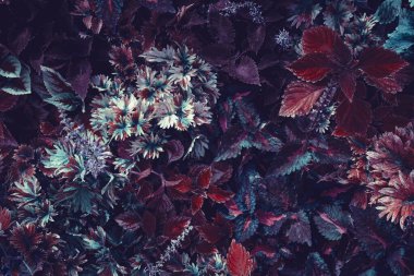 Tropikal yağmur ormanları tropikal bitkileri siyah bir arka planda bırakırlar. Değişik yeşil yapraklar bir doğa oluştururlar.