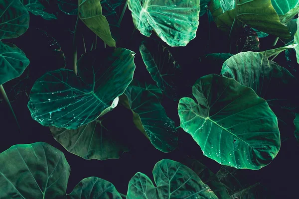 Зелене Листя Фон Темна Природа Велетенське Вухо Слона Тропічне Листя — стокове фото