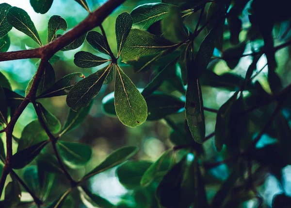 Dark green leaf background image : nature background concept and Wallpaper