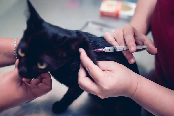 Veterinarians are injecting a subcutaneous vaccine to a black cat.