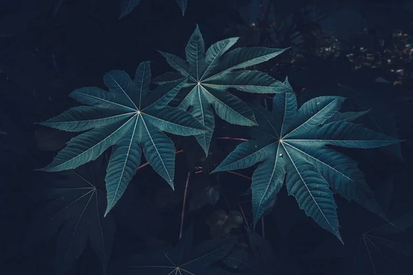 Тропічний Зелений Лист Темному Тлі Природному Дощовому Лісі — стокове фото