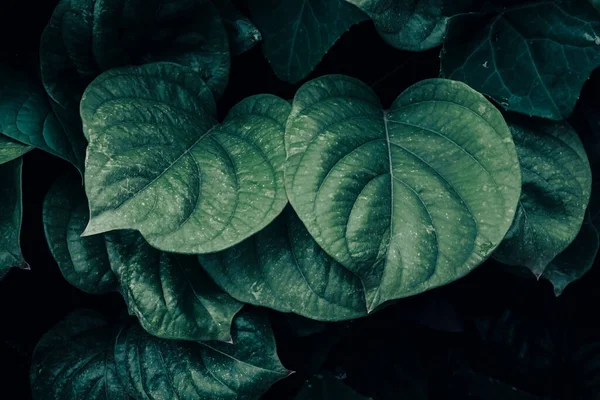 Тропічні Листя Абстрактний Колір Темно Зеленій Текстурі Фон Природи — стокове фото