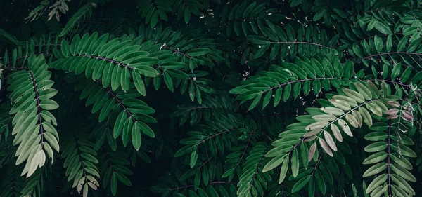 Тропічні Листя Абстрактний Колір Темно Зеленій Текстурі Фон Природи — стокове фото