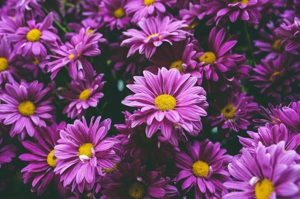 Purple chrysanthemums bloom in vintage tones.