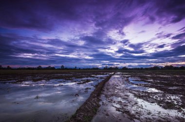 Geniş pirinç tarlaları ve gün batımından sonra akşam gökyüzü renkli bulutlarla.