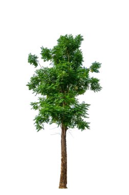 Kassia fistülü, Altın duş, Hint Laburnumu, beyaz arka planda izole edilmiş puding çam ağacı.