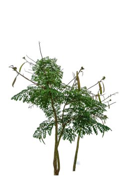 Kırık kemikler, Demokles ağacı, beyaz arka planda izole edilmiş Hint trompet çiçeği.