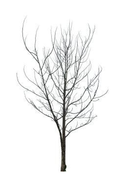 Beyaz arkaplanda yapraksız kuru ağaç