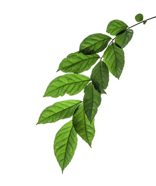 Grüner Blatt Zweig Isoliert Auf Weißem Hintergrund — Stockfoto