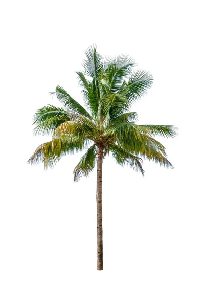 Kokosnussbaum Mit Kokosbällchen Isoliert Auf Weißem Hintergrund — Stockfoto