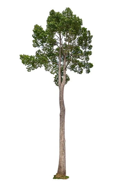 Dipterocarpus Alatus Roxb Gurjan Isolerad Vit Bakgrund — Stockfoto