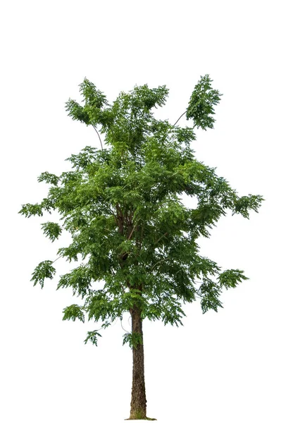 Cassia Fistel Gyllene Dusch Indian Laburnum Pudding Tall Träd Isolerad — Stockfoto