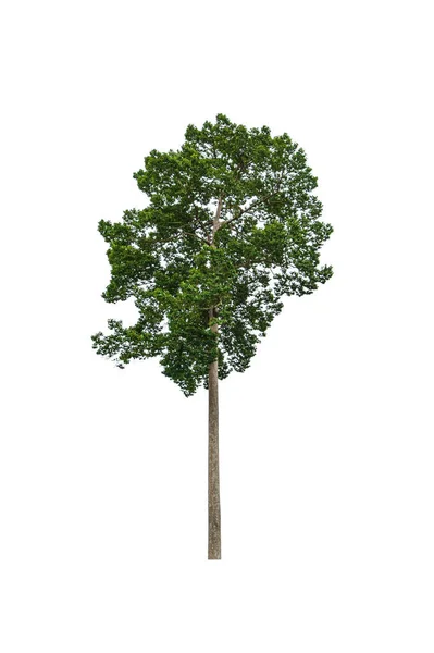 Dipterocarpus Alatus Roxb Gurjan Geïsoleerd Witte Achtergrond — Stockfoto