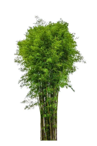 Beyaz Arka Planda Yemyeşil Doğal Bambu — Stok fotoğraf