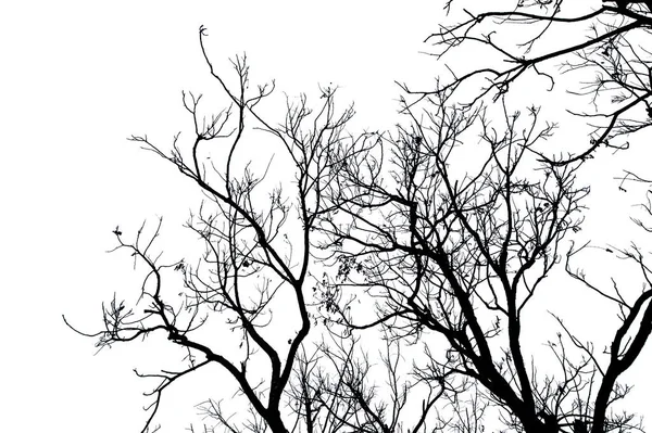 Ramos Árvores Secas Isolados Sobre Fundo Branco — Fotografia de Stock