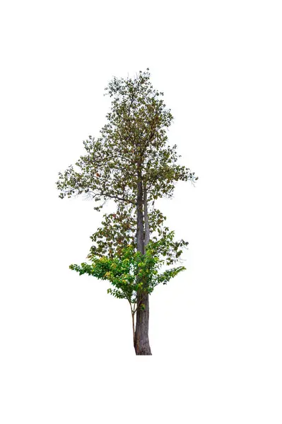Güzel Yeşil Yaprak Tek Ağaç Beyaz Zemin Üzerinde Izole — Stok fotoğraf