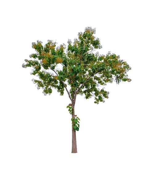 Beautiful Green Leaf Single Tree Isolated White Background — Stock Photo, Image