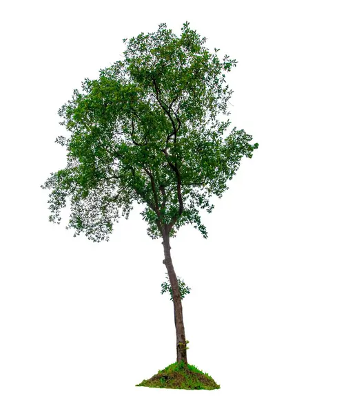 Beautiful Green Leaf Single Tree Isolated White Background — Stock Photo, Image