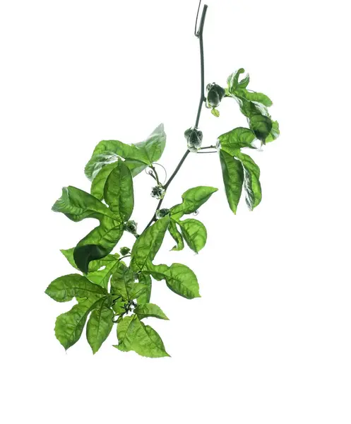 Grön Murgröna Passion Frukt Växt Isolerad Vit Bakgrund — Stockfoto