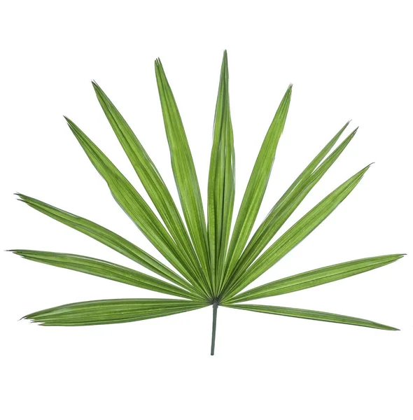 Bladen Lady Palm Isolerad Den Vita Bakgrunden — Stockfoto
