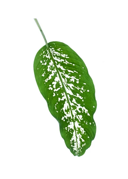 Leaves Dieffenbachia Seguine Plant Dumb Cane Isolated White Background — Foto Stock