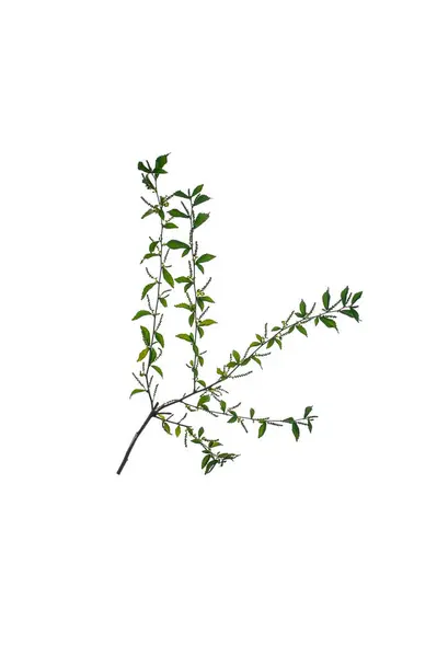 Zweige Und Grüne Blätter Mit Wasser Getränkt Isoliert Auf Weißem — Stockfoto