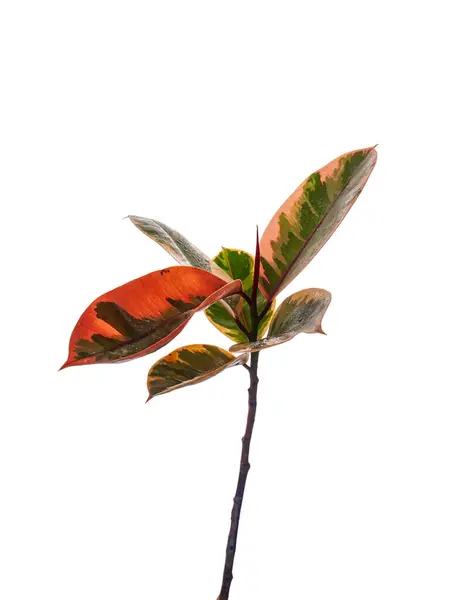 Kautschukpflanze Indian Rubber Tree Isoliert Auf Weißem Hintergrund — Stockfoto